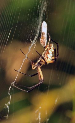 914cooks_121gardenspider.jpg