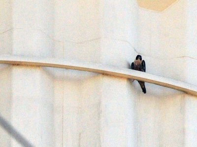 raptor on Water Tower