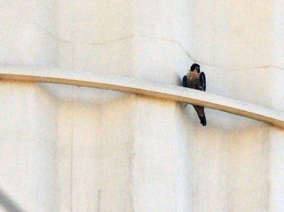 916peregrine_002peregrine.jpg