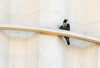 916peregrine_003peregrine.jpg