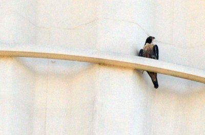 916peregrine_004peregrine.jpg