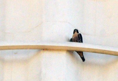 916peregrine_005peregrine.jpg