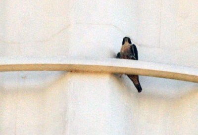916peregrine_006peregrine.jpg