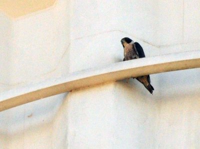 916peregrine_007peregrinezzzzzz.jpg