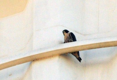 916peregrine_008peregrine.jpg