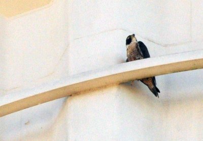 916peregrine_009peregrine.jpg