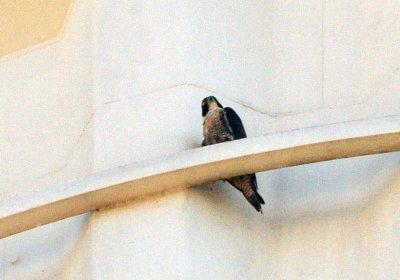916peregrine_011peregrine.jpg