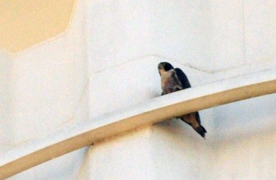 916peregrine_012peregrine.jpg