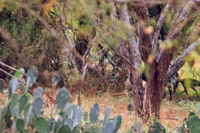 Uvalde County
