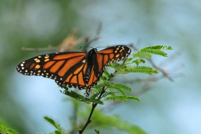 Monarchs