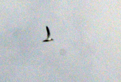 g12/63/778763/3/170125955.ETYmTzjK.jpg