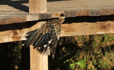 121cooks_030roadrunner.jpg