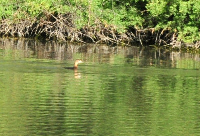 121cooks_051grebe.jpg