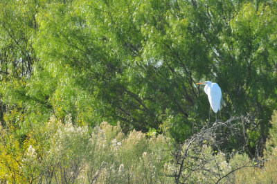 121cooks_061greategret.jpg