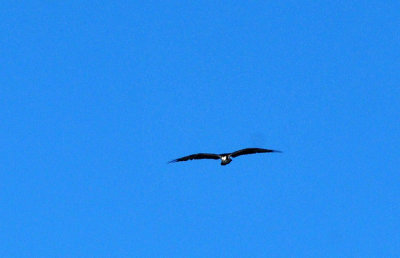121cooks_096osprey.jpg