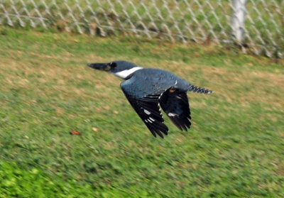 121cooks_105ringedkingfisher.jpg