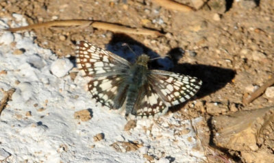 121cooks_110commoncheckeredskipper.jpg