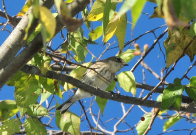 121cooks_126bird.jpg