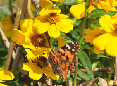 121cooks_179paintedlady.jpg