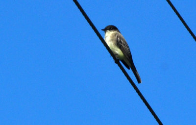121cooks_238easternphoebe.jpg