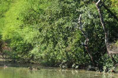 121cooks_259ringedkingfisher.jpg