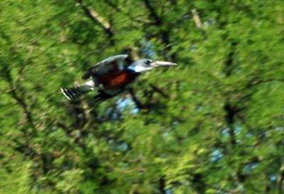 121cooks_282ringedkingfisherzzzzzzz.jpg