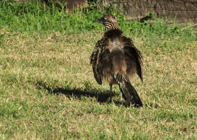 123cooks_009my_pal_roadrunner.jpg