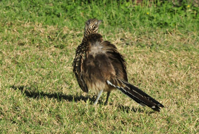123cooks_014my_pal_roadrunner.jpg