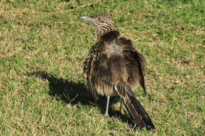 123cooks_016my_pal_roadrunner.jpg