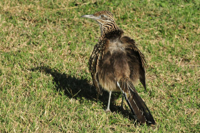 123cooks_017my_pal_roadrunner.jpg