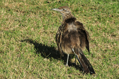 123cooks_018my_pal_roadrunner.jpg