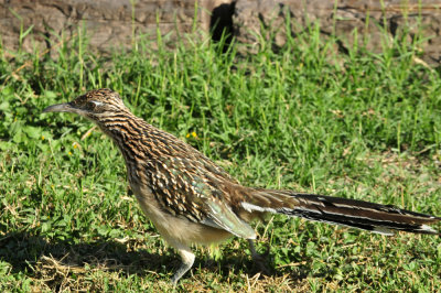 123cooks_027my_pal_roadrunner.jpg