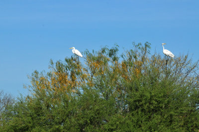 123cooks_059greategrets.jpg