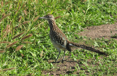 123cooks_065my_pal_roadrunner.jpg