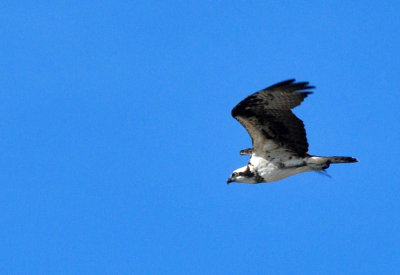 123cooks_089ospreyzzzzzzzzz.jpg