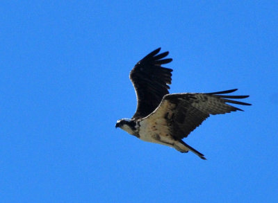 123cooks_092ospreyzzzzzzzz.jpg