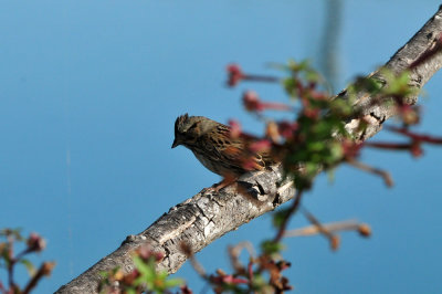123cooks_097lincolnssparrow.jpg