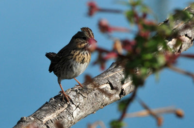 123cooks_098lincolnssparrow.jpg
