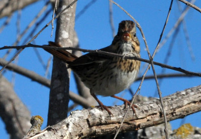 123cooks_104lincolnssparrowzzzzzz.jpg