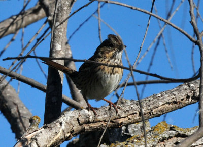 123cooks_108lincolnssparrow.jpg