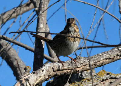 123cooks_109lincolnssparrow.jpg