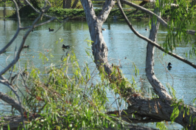 123cooks_111waterfowl.jpg