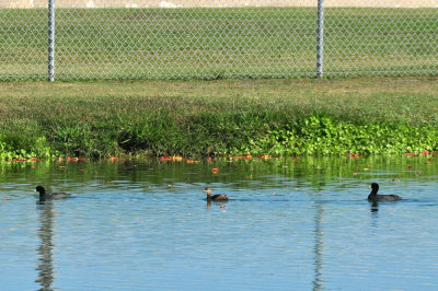 123cooks_113piedbillgrebecoots.jpg