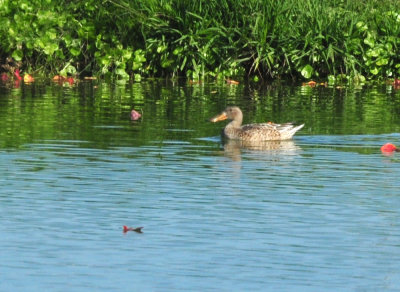 123cooks_114waterfowl.jpg