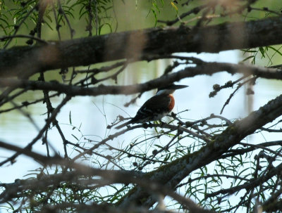 123cooks_127greenkingfisher.jpg