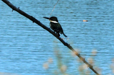 123cooks_149greenkingfisher.jpg