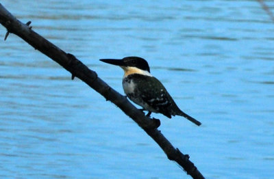 123cooks_154greenkingfisher.jpg