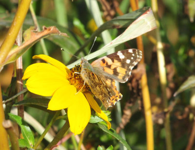 123cooks_175painted_lady.jpg