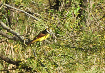 124cooks_002greatkiskadee.jpg
