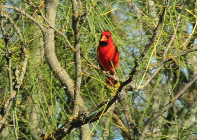 124cooks_005ncardinal.jpg